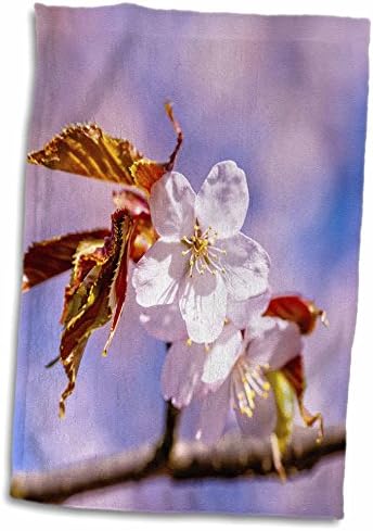 3dRose Rózsaszín, gyönyörű cseresznye virág, puha háttér, öröm, tavasz - Törölköző (twl-272383-3)